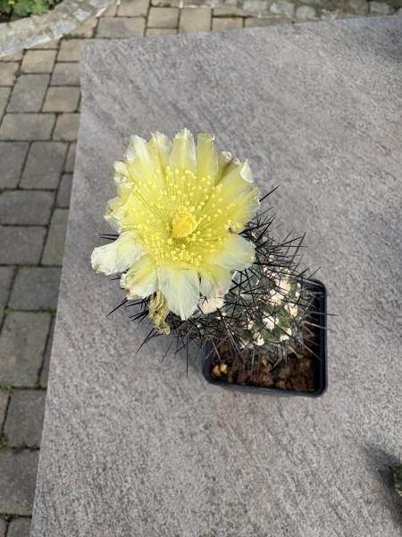 Copiapoa montana